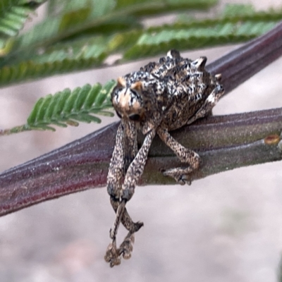 Orthorhinus cylindrirostris (Elephant Weevil) at Surf Beach, NSW - 14 Oct 2023 by Hejor1