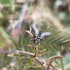 Trigonospila sp. (genus) at Surf Beach, NSW - 14 Oct 2023 by Hejor1