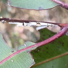 Aphrophorinae (subfamily) at Surf Beach, NSW - 14 Oct 2023