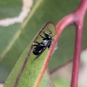 Tetragonula carbonaria at Surf Beach, NSW - suppressed