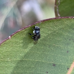 Tetragonula carbonaria at Surf Beach, NSW - suppressed