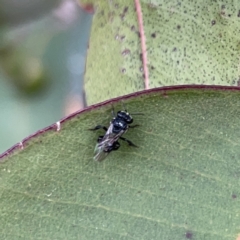 Tetragonula carbonaria at Surf Beach, NSW - suppressed