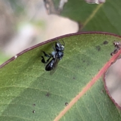 Tetragonula carbonaria at Surf Beach, NSW - suppressed