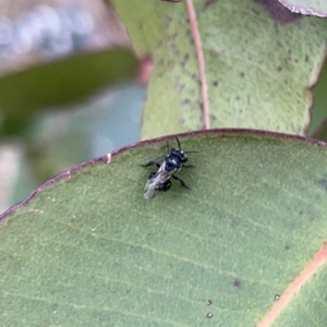 Tetragonula carbonaria at Surf Beach, NSW - suppressed