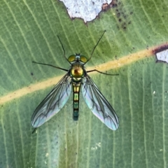 Unidentified Long-legged Fly (Dolichopodidae) at Surf Beach, NSW - 14 Oct 2023 by Hejor1