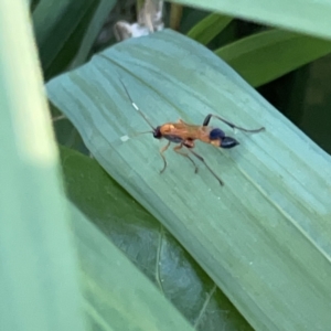 Ctenochares bicolorus at Batemans Bay, NSW - 14 Oct 2023 06:20 PM