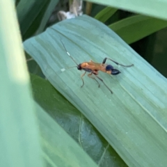 Ctenochares bicolorus (Black-tipped orange ichneumon) at Batemans Bay, NSW - 14 Oct 2023 by Hejor1