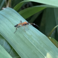 Ctenochares bicolorus at Batemans Bay, NSW - 14 Oct 2023