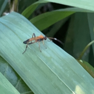 Ctenochares bicolorus at Batemans Bay, NSW - 14 Oct 2023 06:20 PM