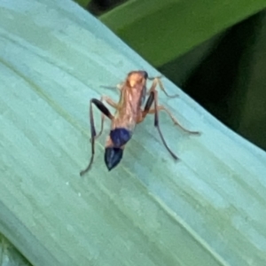 Ctenochares bicolorus at Batemans Bay, NSW - 14 Oct 2023 06:20 PM