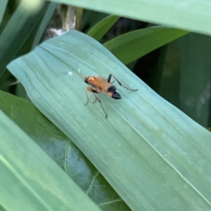 Ctenochares bicolorus at Batemans Bay, NSW - 14 Oct 2023 06:20 PM