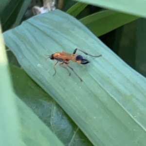 Ctenochares bicolorus at Batemans Bay, NSW - 14 Oct 2023 06:20 PM