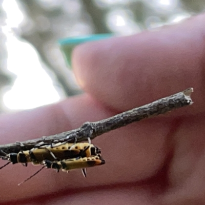 Chauliognathus curvipes (Soldier Beetle) at Batemans Bay, NSW - 14 Oct 2023 by Hejor1