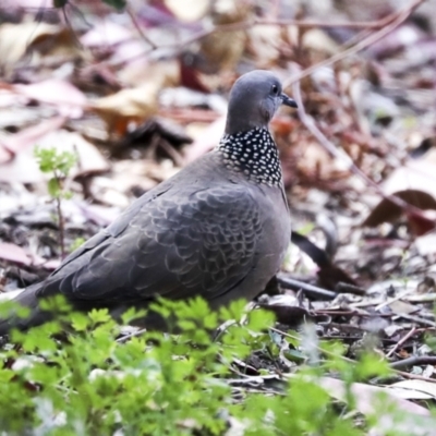 Spilopelia chinensis (Spotted Dove) at Canberra Central, ACT - 12 Oct 2023 by AlisonMilton