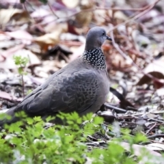 Spilopelia chinensis (Spotted Dove) at Canberra Central, ACT - 12 Oct 2023 by AlisonMilton