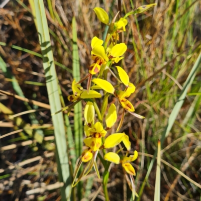 Diuris sulphurea (Tiger Orchid) at Black Mountain - 14 Oct 2023 by WalkYonder