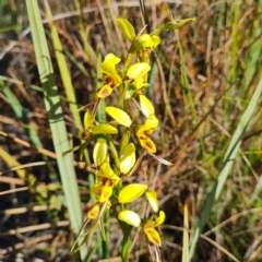 Diuris sulphurea at Canberra Central, ACT - suppressed