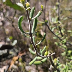 Persoonia rigida at Jerangle, NSW - 14 Oct 2023