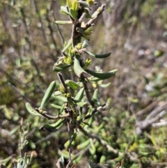 Persoonia rigida at Jerangle, NSW - 14 Oct 2023