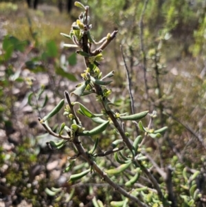 Persoonia rigida at Jerangle, NSW - 14 Oct 2023