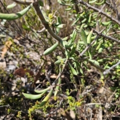 Persoonia rigida at Jerangle, NSW - 14 Oct 2023