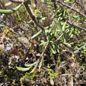 Persoonia rigida at Jerangle, NSW - 14 Oct 2023