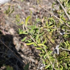 Persoonia rigida at Jerangle, NSW - 14 Oct 2023