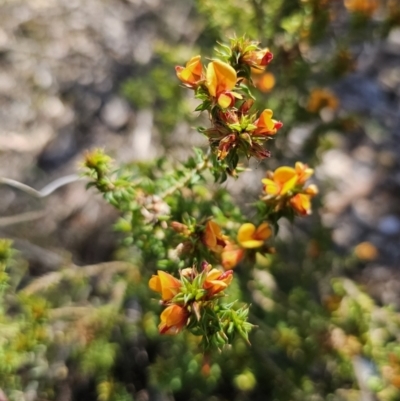 Pultenaea procumbens (Bush Pea) at Jerangle, NSW - 14 Oct 2023 by Csteele4