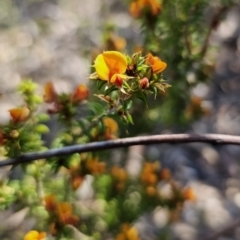 Pultenaea procumbens at Jerangle, NSW - 14 Oct 2023