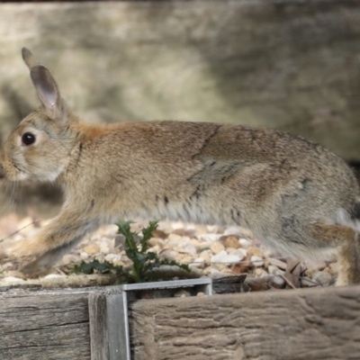 Oryctolagus cuniculus (European Rabbit) at Acton, ACT - 11 Oct 2023 by AlisonMilton