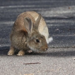 Oryctolagus cuniculus at Acton, ACT - 12 Oct 2023