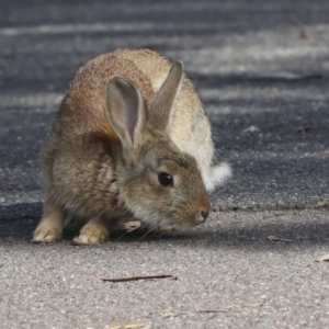 Oryctolagus cuniculus at Acton, ACT - 12 Oct 2023