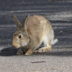 Oryctolagus cuniculus at Acton, ACT - 12 Oct 2023 08:54 AM