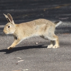 Oryctolagus cuniculus at Acton, ACT - 12 Oct 2023