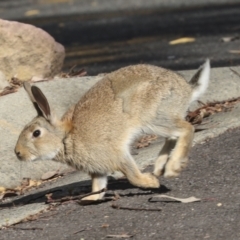 Oryctolagus cuniculus at Acton, ACT - 12 Oct 2023 08:54 AM