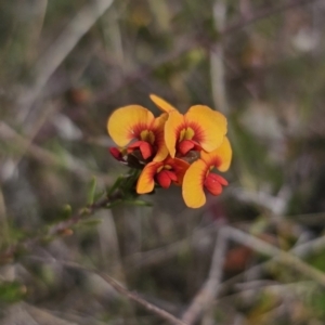 Dillwynia sericea at Jerangle, NSW - 14 Oct 2023 02:32 PM