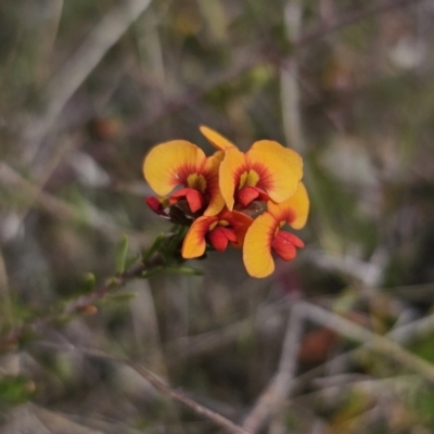 Dillwynia sericea (Egg And Bacon Peas) at Jerangle, NSW - 14 Oct 2023 by Csteele4