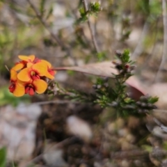 Dillwynia sericea at Jerangle, NSW - 14 Oct 2023 02:32 PM