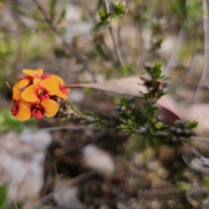 Dillwynia sericea at Jerangle, NSW - 14 Oct 2023 02:32 PM