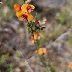 Dillwynia sericea at Jerangle, NSW - 14 Oct 2023 02:32 PM