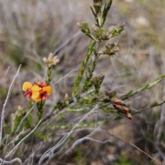 Dillwynia sericea at Jerangle, NSW - 14 Oct 2023 02:32 PM