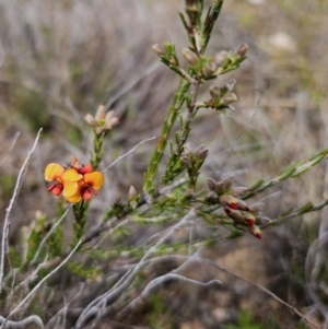 Dillwynia sericea at Jerangle, NSW - 14 Oct 2023 02:32 PM