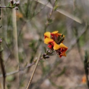 Dillwynia sericea at Jerangle, NSW - 14 Oct 2023 02:32 PM