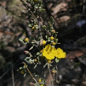 Hibbertia obtusifolia at Jerangle, NSW - 14 Oct 2023