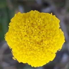 Craspedia variabilis (Common Billy Buttons) at Yaouk, NSW - 12 Oct 2023 by JARS