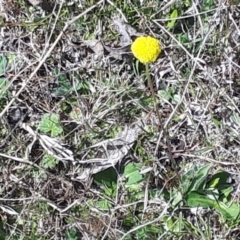 Craspedia variabilis at Yaouk, NSW - 12 Oct 2023