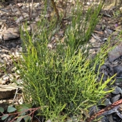 Omphacomeria acerba (Leafless Sour-bush) at Jerangle, NSW - 14 Oct 2023 by Csteele4