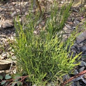 Omphacomeria acerba at Jerangle, NSW - 14 Oct 2023