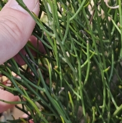 Omphacomeria acerba at Jerangle, NSW - 14 Oct 2023