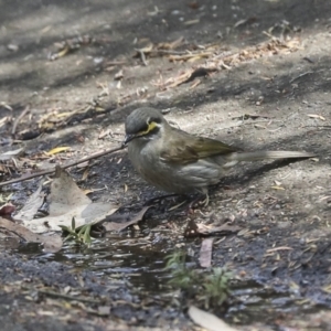 Caligavis chrysops at Acton, ACT - 12 Oct 2023